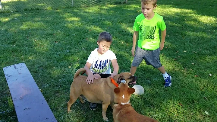 Wrigley at the dog park