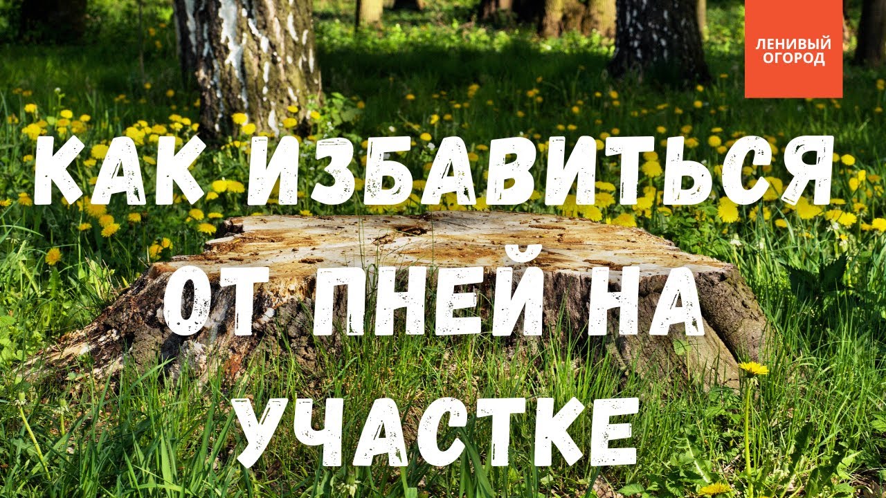 Пень на участке - как избавиться | Удаление пней без корчевания: способ ...