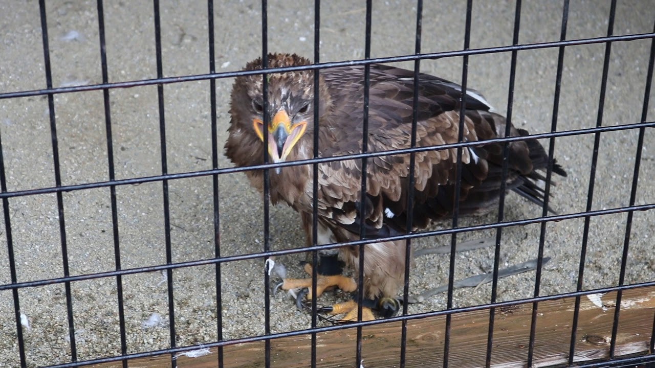 98 那須どうぶつ王国 2 ソウゲンワシ Youtube