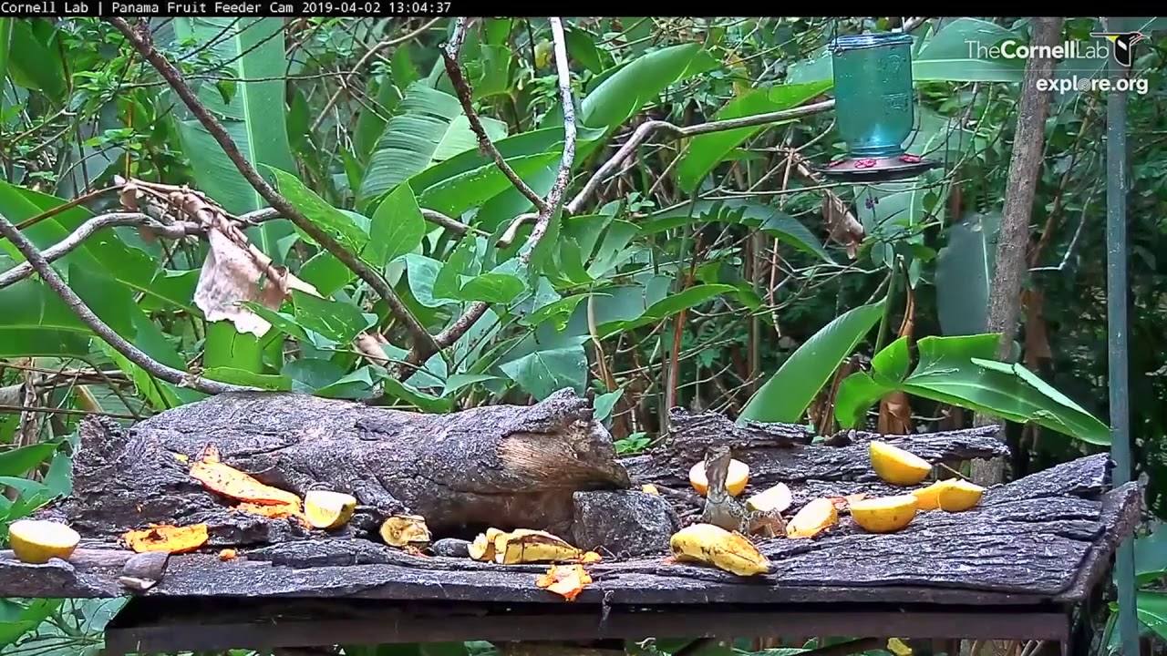 Common Basilisk And Red-tailed Squirrel Meet On The Feeder – April 2, 2019