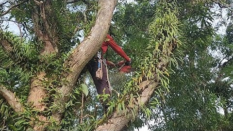 Cưa  cây  xoài  siêu  khủng  gần  nhà  ,Gần  dây  điện  .Cưa  cây  kỷ  thuật  cao