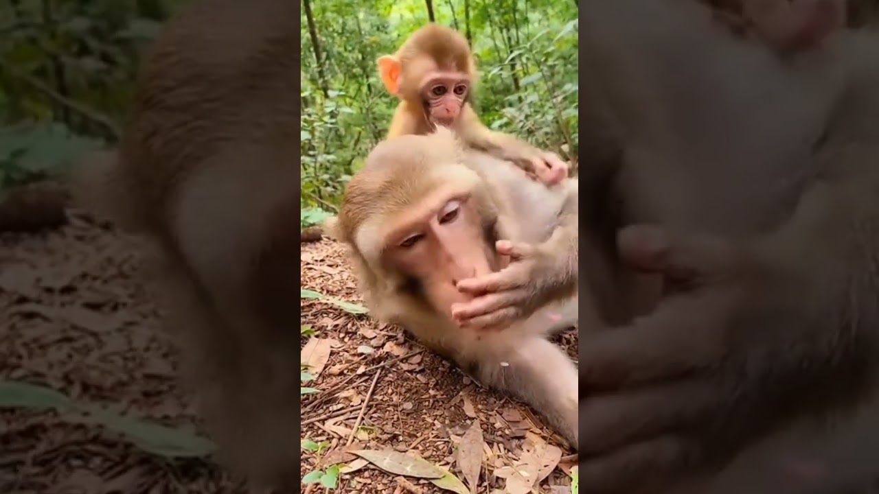 Baby Monkey Did This and Ran Away Laughing 😂🐒