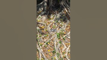 The secret language of trees : The wood wide web