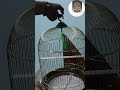 Golden Round Bird Cage #birds 📞Contact No : 9729831956