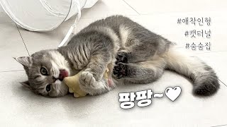 Vlogㅣ최애 옆에 최애..❤️ㅣ취향저격 장난감들ㅣ뒷발팡팡 애착인형ㅣ아기고양이 채터링 by 깨발랄프 : Bubbly Ralph  2,337 views 7 months ago 9 minutes, 32 seconds