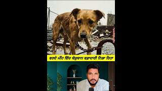 ਵਰਦੇ ਮੀਂਹ 🌨️ ਵਿੱਚ ਵਫ਼ਾਦਾਰੀ ਨਿਭਾ ਰਿਹਾ ਬੇਜ਼ੁਬਾਨ 🦮🥺 #viralvideo #doggielife @aman89689