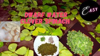 Leafy Vegetable Dwarf Water Clover Spinach Marsilea Minuta Saag Indian Recipe