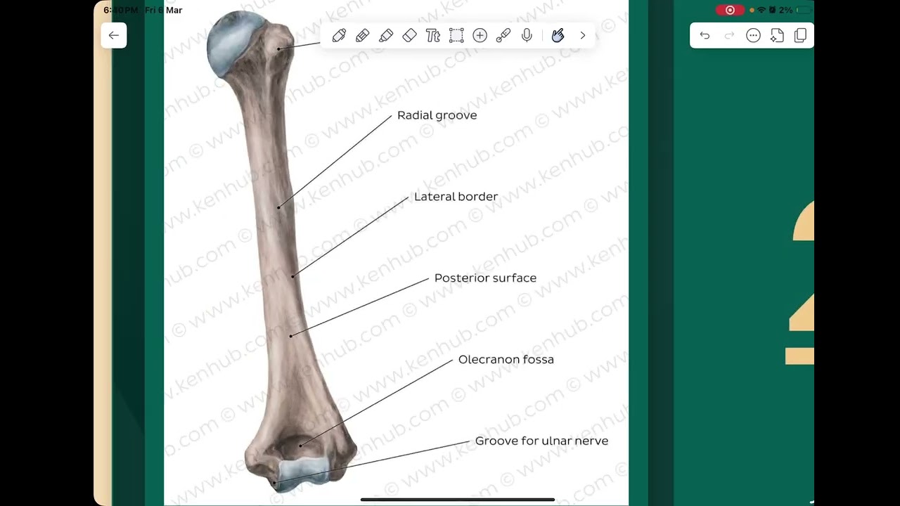 Anatomy LAB 1 (3D review Humerus and clavicle) 