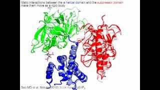 IP3 receptor, Ryanodine receptor