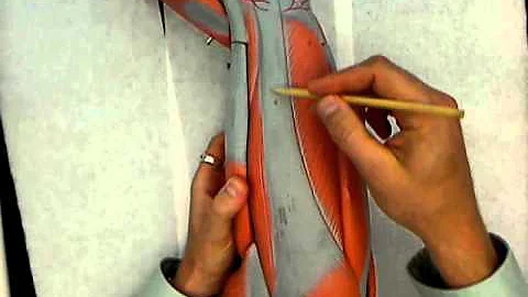 muscles of the leg.wmv
