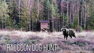 Nh Kesäillan Supikytis Summer Evening Rac Dog Hunt 2017