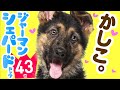 ❤️人気43位【ジャーマン・シェパード・ドッグってどんな犬？】子犬の価格や性格、寿命、飼いやすさは？ カワイイ動画でチェック！