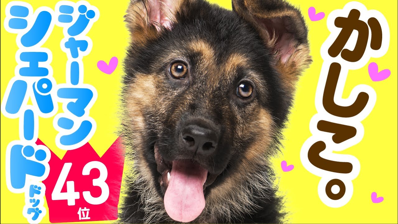 人気43位 ジャーマン シェパード ドッグってどんな犬 子犬の価格や性格 寿命 飼いやすさは カワイイ動画でチェック Youtube