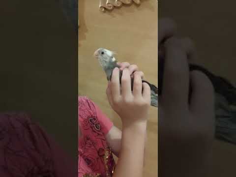 ماشاءالله تبارك الله كروان متحدث تحفه