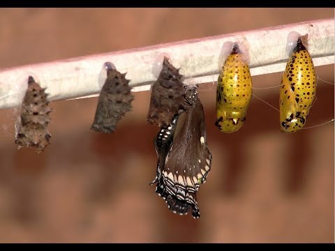 Вскрываем нерожденные коконы бабочек. - YouTube