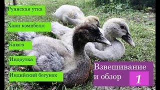 картинка: Руанские утки, каюга, хаки кэмпбелл, бегунок, индоутка, обзор и взвешивание в 1 месяц.
