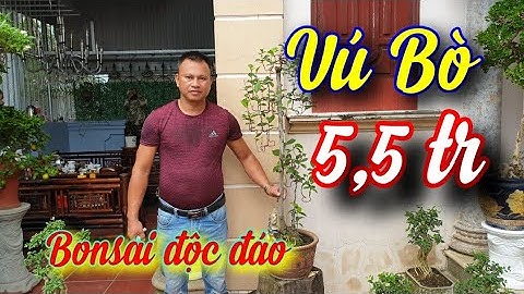 SH.4268. Bonsai độc đáo Vú Bò giá 5,5 triệu vườn Mạnh Cường Phúc Thọ Hà Nội.