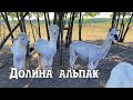 Долина альпак и контактный зоопарк в Экопарке 2023