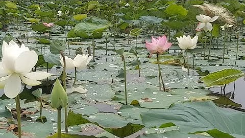 Đầm Sen Cù Lao Tân Lộc Thốt Nốt Cần Thơ