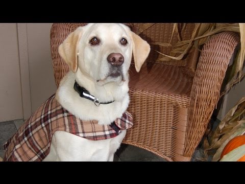 diy hawk dog vest｜TikTok Search