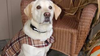How to Make a Custom Dog Vest (in HD)