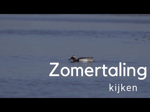 Zomertaling kijken /