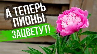 Уход и подкормка пионов. Что делать, если не цветут пионы? Топ-6 причин, почему пионы не цветут