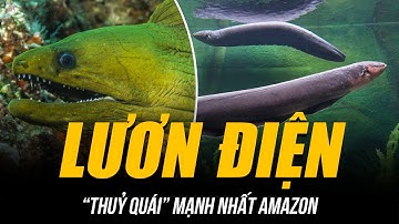 GIẢI MÃ LƯƠN ĐIỆN - “THUỶ QUÁI” MẠNH NHẤT AMAZON | KHIẾN TẤT CẢ ĐĂNG XUẤT VỚI MỘT CÚ CHẠM 860V