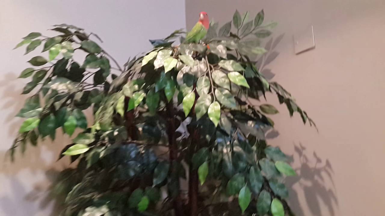 #lovebirds_12 