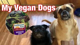 Dogs eat salad for first time - Funny Dog Reactions by TheKraftyPug 37 views 3 years ago 2 minutes, 4 seconds