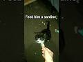 feeding The cat with a moustache a a sardine