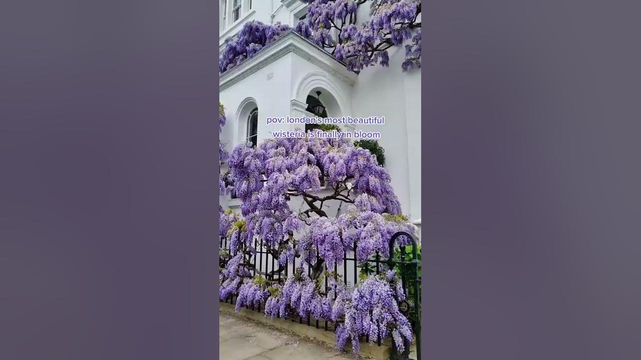 The most beautiful wisteria tree in Kensington 💜 #londonlife #thisislondon #wisteria