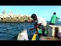 TREVALLY FISH CATCHING AT KASIMEDU FISHING HARBOUR