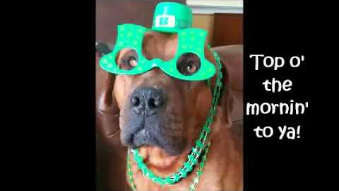 Clifford Adoption Video!    Lansing, MI