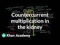 Countercurrent multiplication in the kidney | Renal system physiology | NCLEX-RN | Khan Academy