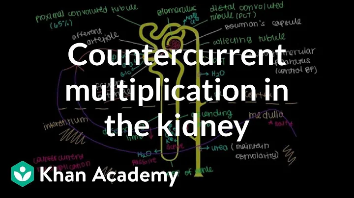 Countercurrent multiplication in the kidney | Rena...