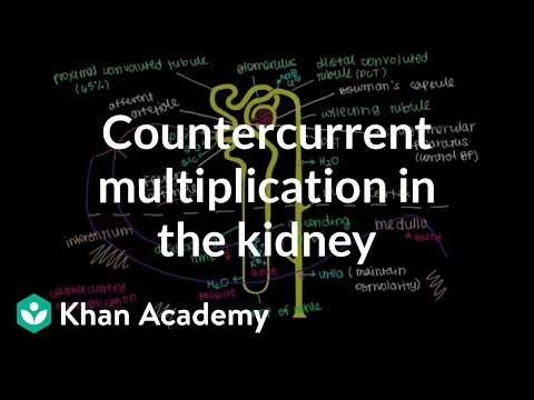 Countercurrent multiplication in the kidney | Renal system physiology | NCLEX-RN | Khan Academy