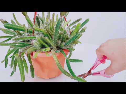 Video: Cactus Pitahaya Comestibil. Cunoștință