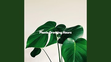 Vivacious Backdrops for Respectful Feelings