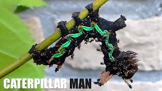 Weirdest Most Alien Caterpillars You Have Ever Seen