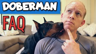 Your Doberman Ownership Questions Just Got ANSWERED!