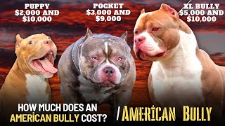 How Much Does An American Bully? Cost Expenses Explained