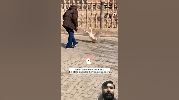 a woman rescue duck from dog #duck #goose #funny #egg #duckandgoose #mothergoose #cuteduck #viral