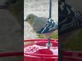 Goldfinches Are Back — So Many!