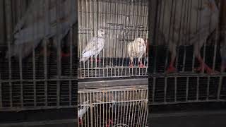 Nambah koleksi baru ni Gays😁😄 #masukberanda #peternaksejahtera