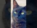 Beautiful Black Cat 🐾 | Cute &amp; Funny Cat Videos Compilation 😻 | Trending Cats 2026 #catvideo