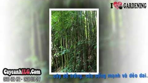 Trúc Cần Câu Trồng Sân Vườn