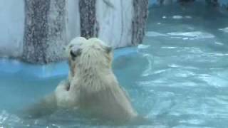 ホッキョクグマ 母の愛~Polar Bear 