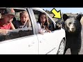 Chasing a GIANT BLACK BEAR with our UBER Driver! 🐻🚗