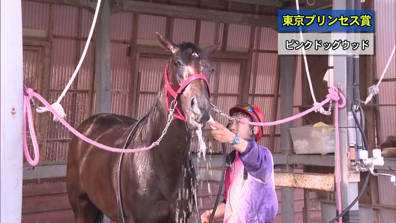 第31回 東京プリンセス賞 Si の調教インタビュー動画 Youtube